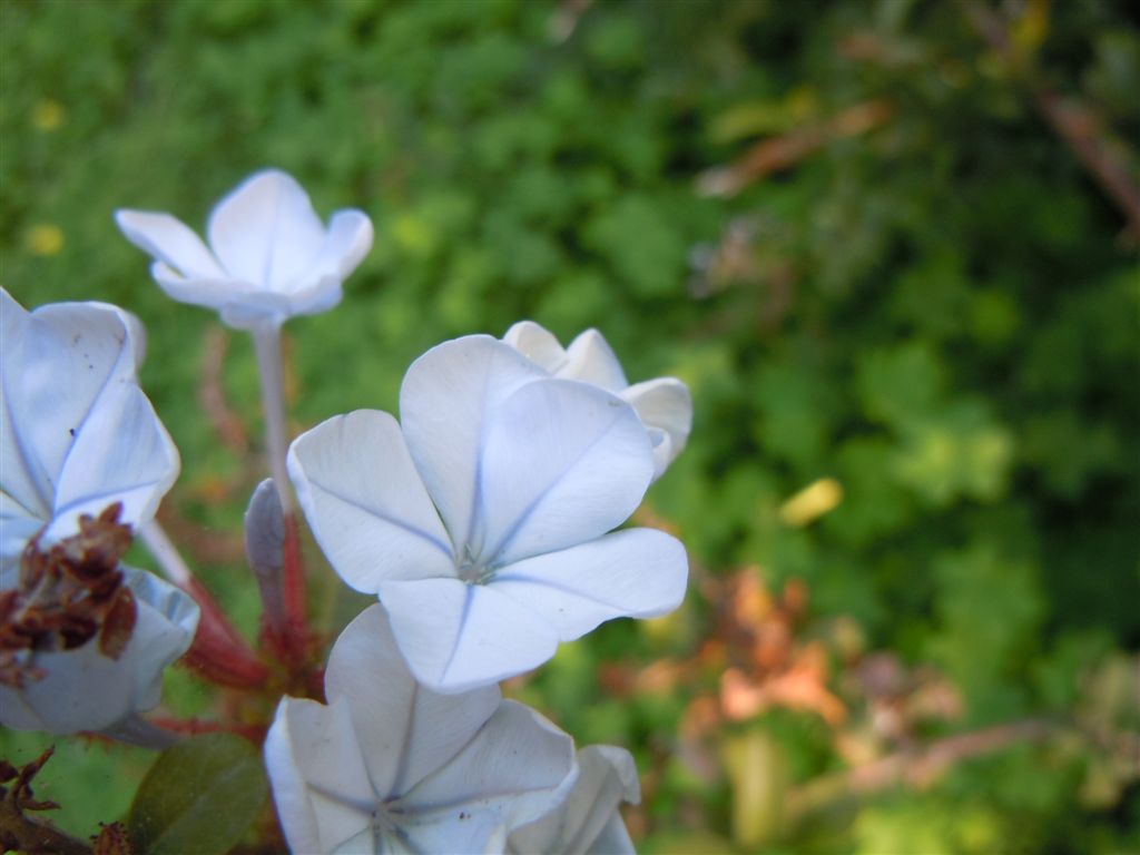 Pianta da Posillipo - Plumbago auriculata